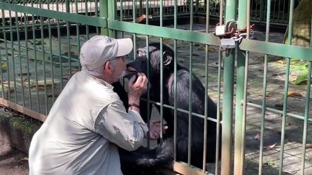 Dojemné loučení. Ředitel zoo dal sbohem šimpanzovi, o kterého se staral 25 let